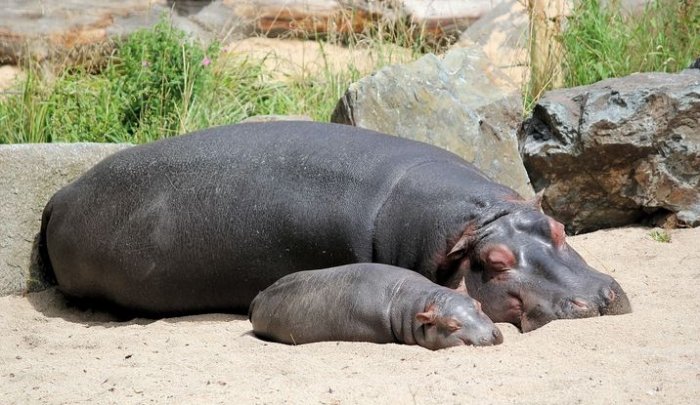 5 Things We Can Learn from Hippos